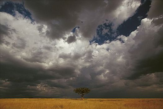 刺,金合欢,草地,马赛马拉国家保护区,肯尼亚