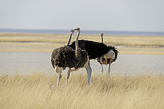 非洲,南非,纳米比亚,省,北方,国家公园,鸵鸟,鸵鸟属,骆驼