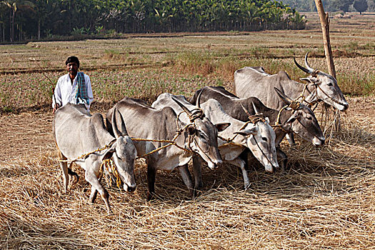 牛,脱粒,稻草,印度南部,印度,南亚,亚洲