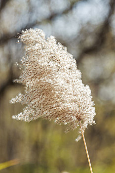 湿地芦苇荡芦苇花