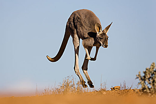 红袋鼠,女性,跳跃,国家公园,新南威尔士,澳大利亚