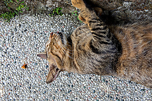 台湾观光景点猴硐猫村,猫村小路上的可爱的猫猫