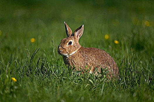欧洲兔,野生,兔子,兔豚鼠属,草地,诺曼底