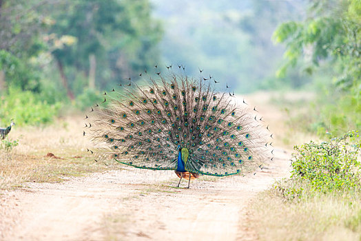雄性孔雀炫耀自己美丽的羽毛