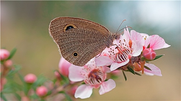 澳大利亚,蝴蝶