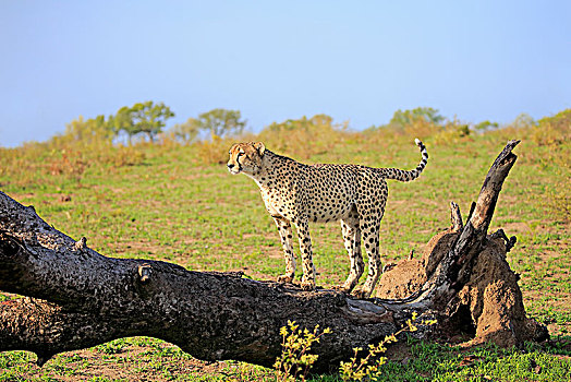 印度豹,猎豹,成年,雄性,站立,树,向外看,沙子,禁猎区,克鲁格国家公园,南非,非洲