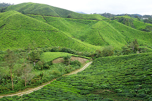 茶园,金马伦高地,马来西亚