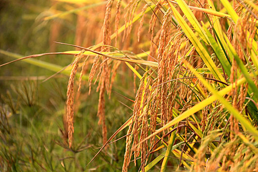 阳光下丰收的稻田