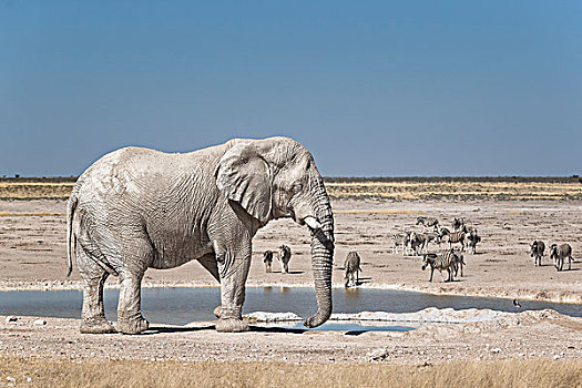 非洲象,雄性动物,正面,水坑,埃托沙国家公园,纳米比亚,非洲