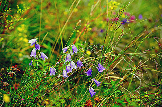 草原上的紫色野花沙参