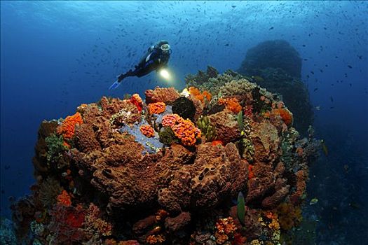 彩色,珊瑚礁,品种,珊瑚,海绵,潜水者,冈加,岛屿,螃蟹船,北苏拉威西省,印度尼西亚,海洋,太平洋,亚洲
