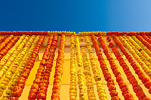 墙壁,线,黄色,红花,旁遮普,印度