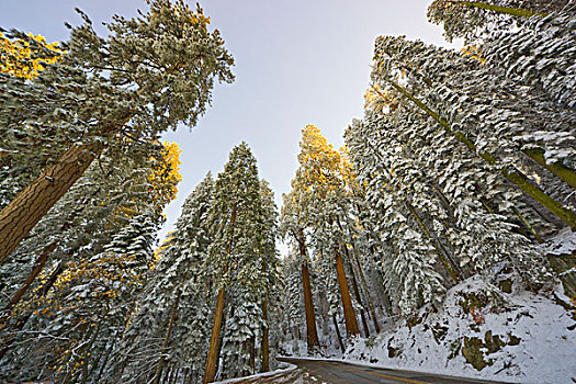 巨杉,树,第一,雪,红杉国家公园,加利福尼亚