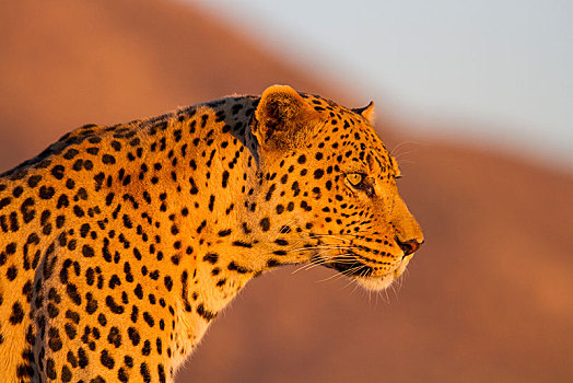 豹,向外看,纳米比亚,非洲