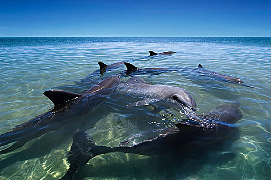 海豚,游动,水中,鲨鱼湾,西澳大利亚,澳大利亚
