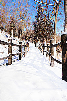 雪景中的林间小路