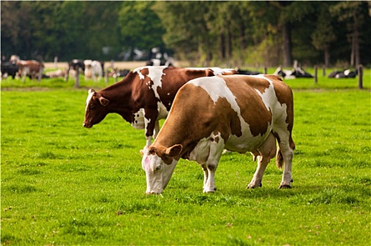 母牛,牧场,放牧,幼兽