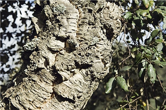 西班牙栓皮栎图片