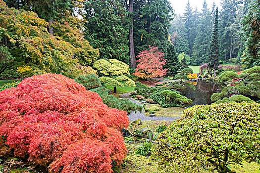 邀请,道路,日本,花园,秋色
