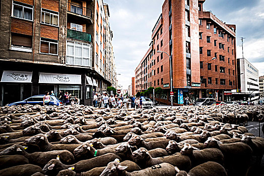 大,羊群,街道,城市,索里亚,迁徙,路线,地点,晚春,西班牙