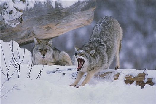 两个,俘获,丛林狼,雪中,阿拉斯加野生动物保护中心,冬天,阿拉斯加