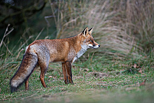 红狐,狐属,荷兰,北荷兰