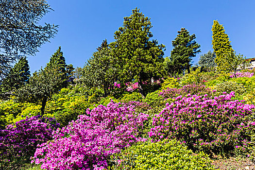 盛开,杜鹃花属植物,杜鹃花,针叶树,卢加诺,提契诺河,瑞士