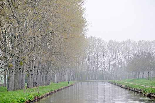 法国,勃艮第,树,茂密,矮树丛,运河