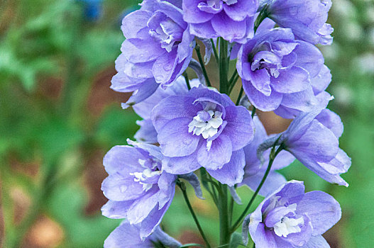 春天植物园盛开的蓝紫色高翠雀花