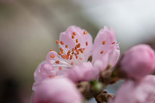 花朵组图