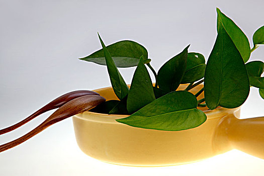 瓷碗与绿叶