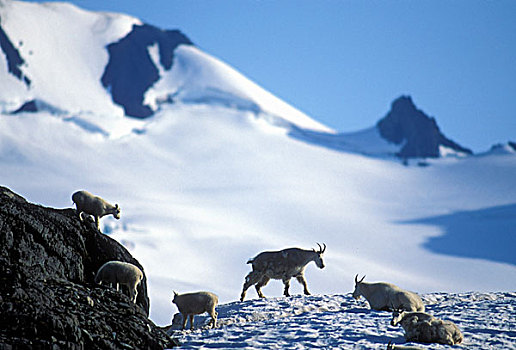 美国,阿拉斯加,奇奈峡湾国家公园,石山羊,牧群,雪羊,高处,出口,冰河