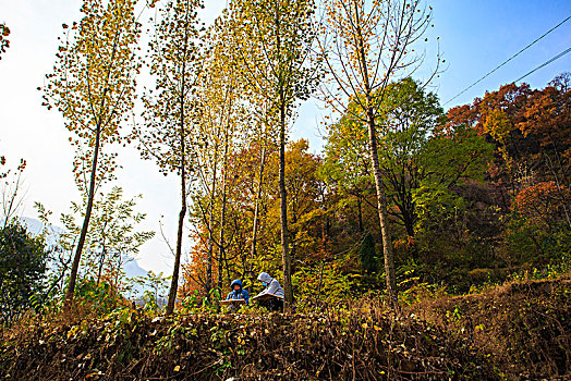 树叶,树枝,秋色,山