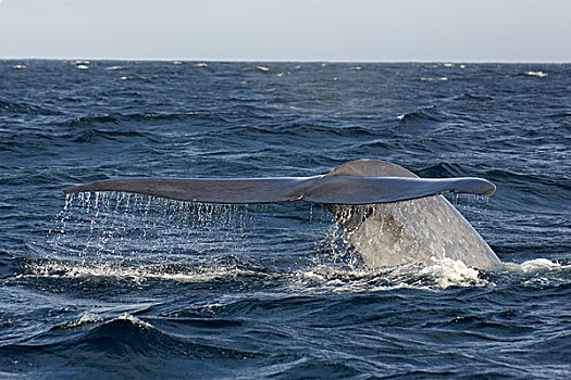 蓝色,鲸,成年,尾部,准备,科特兹海,墨西哥,北美