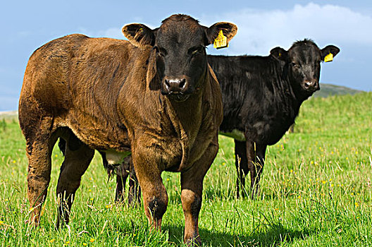 牲畜,老,牛肉,幼兽,绿色,草场,金发,公牛,比利时,蓝色,母牛,英格兰,英国