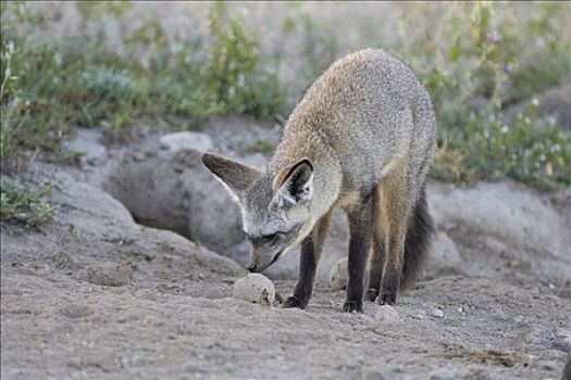 大耳狐,嗅,屎壳郎,球,恩格罗恩格罗,保护区,坦桑尼亚