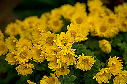 温室内盛开的黄色菊花