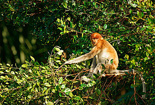 喙,猴子,雌性,檀中埠廷国立公园,中心,加里曼丹,婆罗洲,印度尼西亚,亚洲