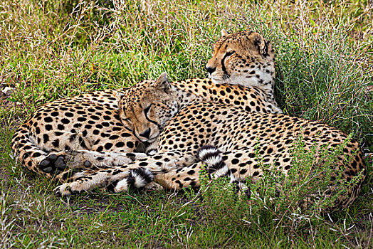 印度豹,塞伦盖蒂国家公园,坦桑尼亚