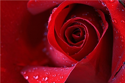 玫瑰,红色