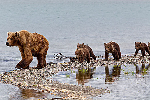 棕熊,母熊,奶昔,拴狗绳,四个,春天,幼兽,狭窄,反射,抓住,水池,溪流,露营,卡特麦国家公园,西南方,阿拉斯加,夏天