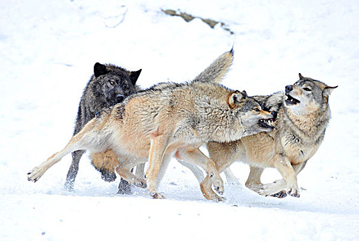 狼,争斗,阿拉斯加,苔原,加拿大,木料,雪