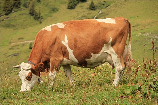 母牛,褐色