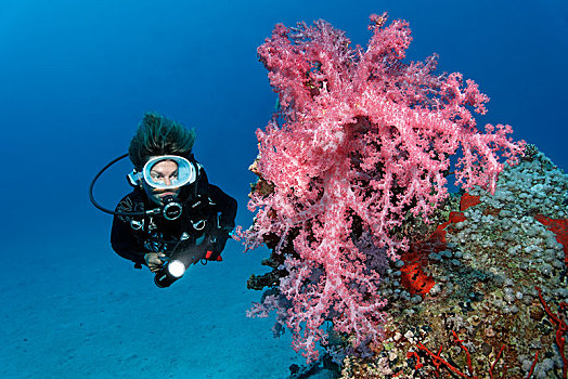 潜水,看,大,软珊瑚,红色,大堡礁,联合国教科文组织,世界自然遗产,昆士兰,澳大利亚,太平洋,大洋洲