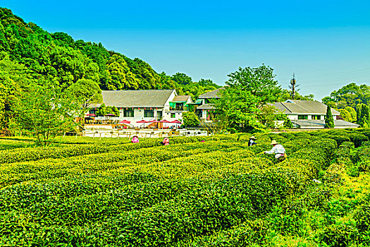 杭州西湖龙井村茶山