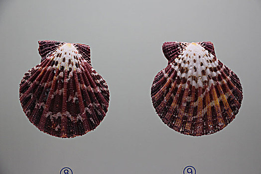 贝壳,海螺