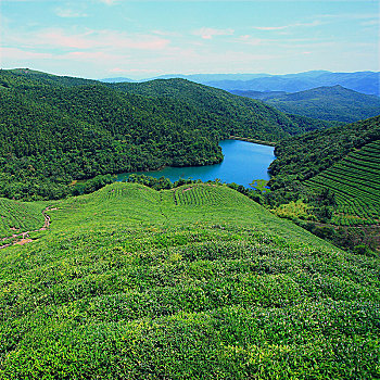 茶园,茶山,茶叶,翠绿