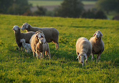 家羊,绵羊,牧群,草场,巴伐利亚,德国,欧洲