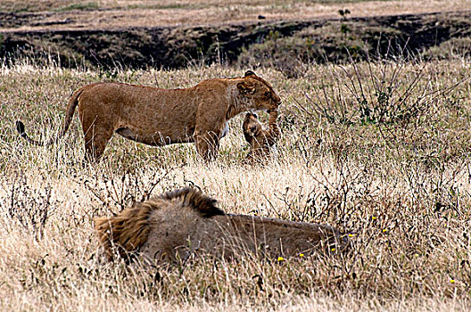 非洲狮,狮子,家庭,土地,恩格罗恩格罗,保护区,坦桑尼亚