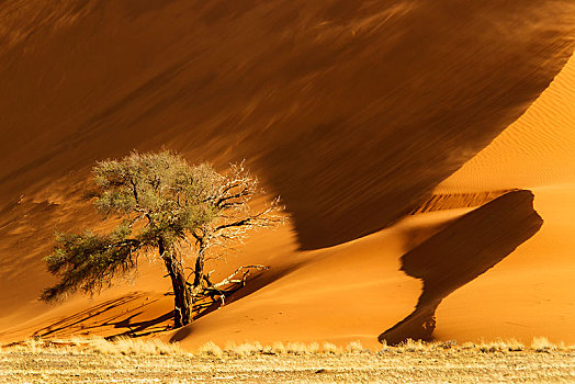 树,正面,沙丘,晚上,亮光,索苏维来地区,纳米布沙漠,纳米比沙漠,公园,纳米比亚,非洲